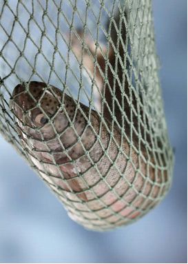 钓鱼攻击者亦被钓鱼